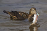 Eider Duck